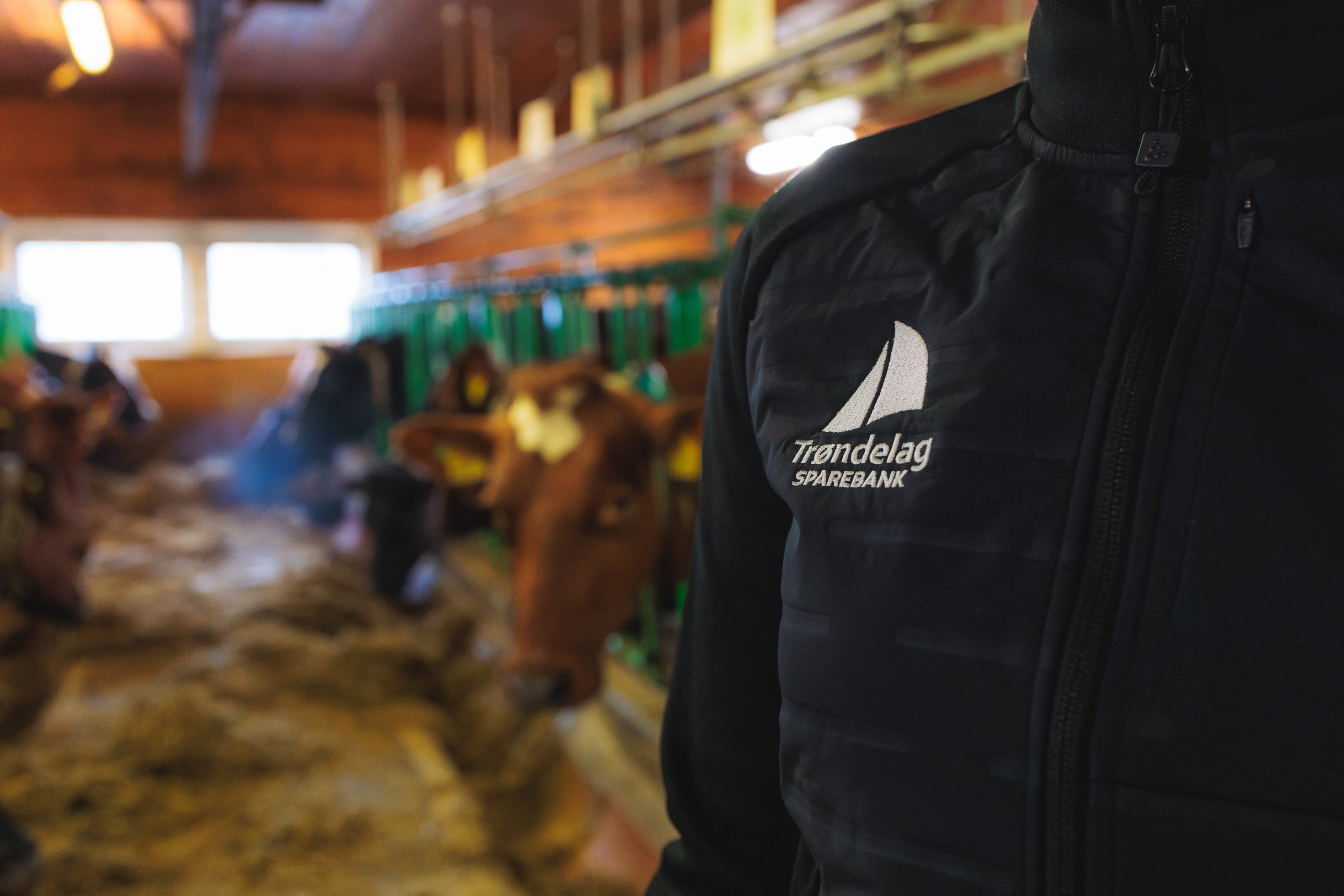 Landbruk - Trøndelag Sparebank i fjøset