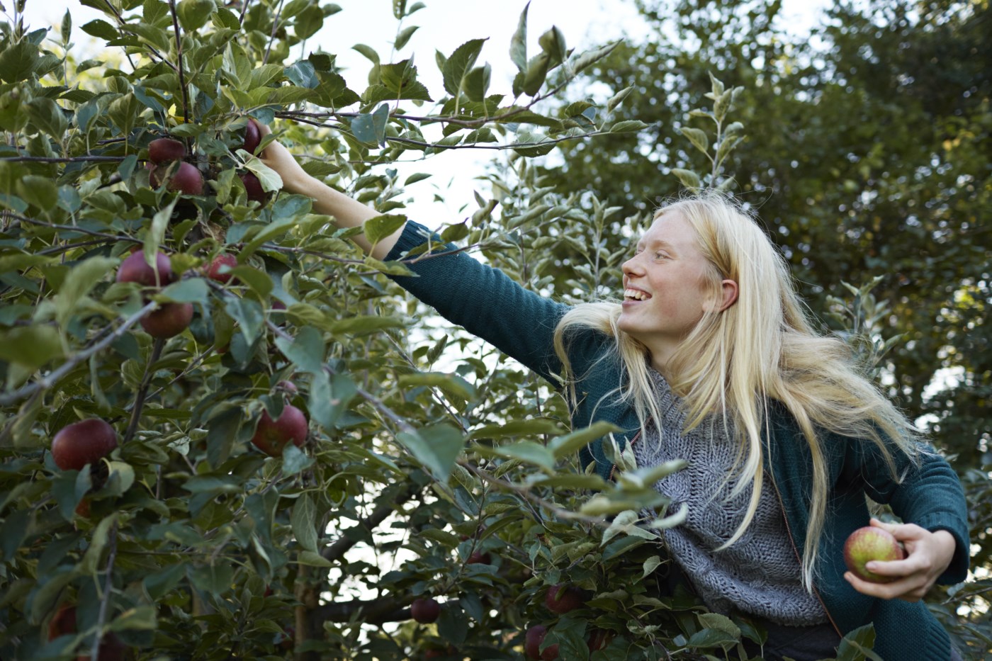 Ung dame plukker epler fra trærne